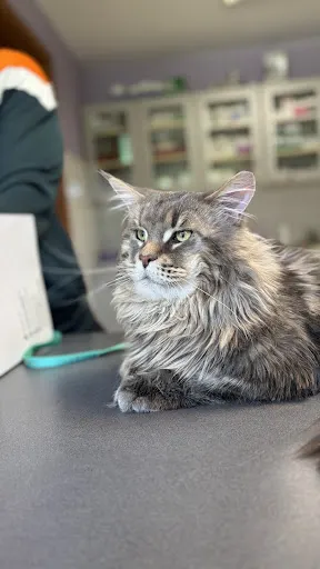 Przychodnia Weterynaryjna lek. wet. Joanna Nowak