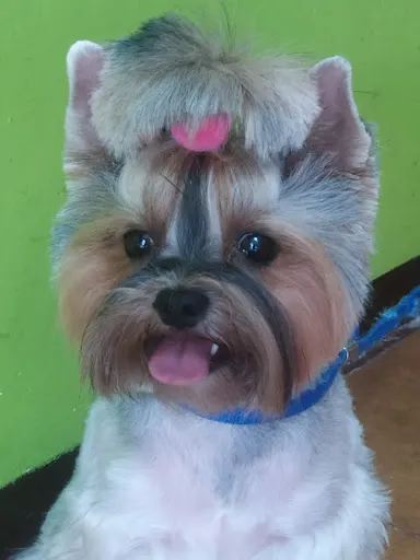 Salon Psiej Urody "Milla"