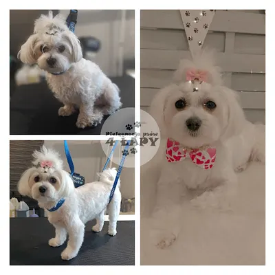 Pielęgnacja psów 4 ŁAPY